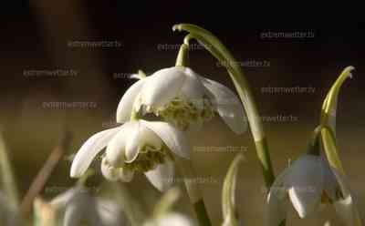 Turbofrühling – vom Winter in den Vollfrühling: Saharastaub am Himmel, 17 °C bereits gegen Mittag im Erzgebirge, 30 °C Temperaturunterschied, vor einer Woche noch – 14 °C, gegen Mittag bereits 17 °C: Skibetrieb bei zweistelligen Plusgraden noch immer möglich, traumhaftes Wetter im Erzgebirge
