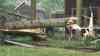 Schwere Unwetter – NINA-Alarm ausgelöst: Orkan richtet immense Schäden im Erzgebirge an, Bäume kappen Stromleitungen, Feuerwehren im Dauereinsatz, Ortschaft Schwarzbach zeitweise nicht erreichbar, riesige Bäume umgeworfen, Sturm fällt Betonpfeiler, Ortschaft tagelange ohne Strom: O-Töne: Anwohner, Bürgermeisterin und Feuerwehr: „So etwas habe ich noch nicht erlebt. Das Haus hat es zum Glück verfehlt. Eine Person war durch Stromleitung im Fahrzeug eingeschlossen. Wir haben Kräfte aus den benachbarten Wehren.“