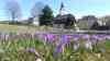 Frühlingskaiserwetter: tausende Krokusse blühen, Frühlingswetter auf dem Fichtelberg, Skifahren bei 15 °C: Nach Winterrückfall nun bestes Frühlingswetter, Voxpops von Touristen, Sonnenbad
