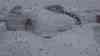 (Schneesturm, stark) Heftiger Schneesturm im Erzgebirge: heftige Schneeverwehungen und Sturm durch Sturmtief Veiko, Skisaison auch am Fichtelberg eröffnet, Touristen im Schneesturm: Schlittenfahrt und Langläufer – trotz Schneesturm zahlreiche Wintersportler am Fichtelberg unterwegs, beeindruckende Aufnahmen von Schnee und Wind