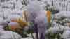 Der Winter ist zurück: Narzissen und Krokusse im Schnee, einige Zentimeter Neuschnee, tiefster Winter auf dem Fichtelberg: tiefwinterliche Eindrücke aus dem Erzgebirge, nach Frühlingswetter nun Winterwetter, weißes Kleid über Annaberg-Buchholz