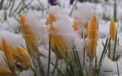 Der Winter ist zurück: Narzissen und Krokusse im Schnee, einige Zentimeter Neuschnee, tiefster Winter auf dem Fichtelberg: tiefwinterliche Eindrücke aus dem Erzgebirge, nach Frühlingswetter nun Winterwetter, weißes Kleid über Annaberg-Buchholz