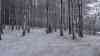 Der Winter ist zurück: Narzissen und Krokusse im Schnee, einige Zentimeter Neuschnee, tiefster Winter auf dem Fichtelberg: tiefwinterliche Eindrücke aus dem Erzgebirge, nach Frühlingswetter nun Winterwetter, weißes Kleid über Annaberg-Buchholz