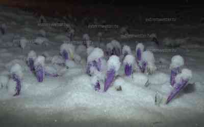 Wintereinbruch im Erzgebirge: Starke Schneefälle in der Nacht, Krokusse von Schnee bedeckt, Winterdienst wieder im Einsatz, Schneeverwehungen auf dem Fichelberg: Anstatt Frühlingswetter nun die Winterpeitsche, glatte Straßen erschweren die Fahrt, Schneefälle bis ins Tiefland