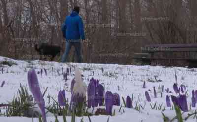 Winter anstatt Frühling: Anstatt Frühlingswärme Schnee satt, Krokusse und Narzissen im Schnee, tiefwinterliche Landschaft im Erzgebirge, Ostereier an Bäumen im Schnee: Kälte und Schnee anstatt Frühlingswärme, der Winter hält sich zäh im Erzgebirge, imposante Winteraufnahmen vom Dienstag