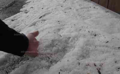 Hagelschauer färbt die Natur weiß – Blüten und kleinere Äste geben dem Hagelschlag nach – 1cm Hagelkörner : Biber fällt Birke an einem kleinen Bach – Staudamm direkt darunter gebaut