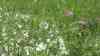 Hagelschauer färbt die Natur weiß – Blüten und kleinere Äste geben dem Hagelschlag nach – 1cm Hagelkörner : Biber fällt Birke an einem kleinen Bach – Staudamm direkt darunter gebaut