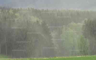 Naturschauspiel – Fichtenpollen dringen aus Wäldern: Pollenstaub zieht aus den Wäldern, Fichtenpollen gibt es nur kurz, Regen wäscht die Pollen meist zügig aus: Wie Nebel sprühen die Pollen aus den Wäldern nahe Scheibenberg