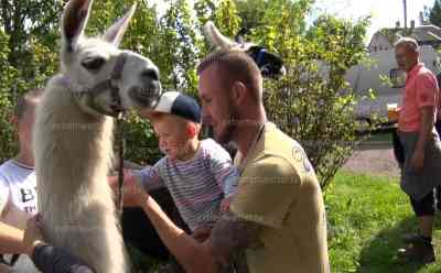 2. Sächsische Weidetiertag – zahlreiche Weidetiere locken zahlreiche Besucher an: Schafe werden geschoren (live on tape), Ponyreiten – zahlreiche Weidetiere für Besucher in Niederwürschnitz: 1.000 Besucher nutzten 2. Weidetiertag, Lamas können gestreichelt werden – viele Attraktionen für Besucher