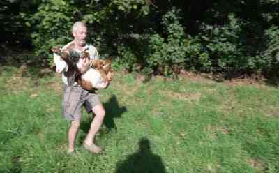 Wenige Tage altes Kalb von Autobahn A95 gerettet – Verkehrspolizei Weilheim schützt Kalb: Durch den Wildschutzzaun geschlüpft – Landwirt kommt mit Anhänger und holt das Kälbchen ab