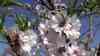 Extremer Wetterkontrast: Frühling pur - 7 Millionen Mandelbäume in Vollblüte, Mallorca grünt und blüht, beeindruckende Drohnenaufnahmen, deutsche Toutisten genießen das warme Wetter, Hunde beim Baden im türkisen Meer, der volle Kontrast zum Sturmwetter in Deutschland: Frühling pur auf Malle - Weltbekannte Mandelblüte 