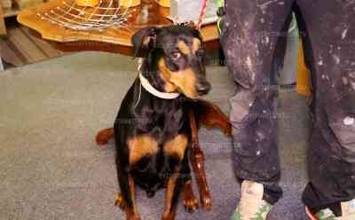 Ladenbesitzer stellt Einbrecher mit Hund „Fezo“: Besitzer eines An- und Verkaufs bemerkt Einbrecher, Nachbarin alarmiert Polizei und hält Einbrecher zusammen mit Hund fest, Einbrecher riss sich los und stürzte in die Mulde: Umfangreiches Interview mit Ladenbesitzer Andy Brückner zum Geschehen