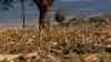 Extreme Heuschreckenplage in Italien: Katastrophale Auswirkungen – Die Lage ist kritisch, so der Bürgermeister von Ottana auf Sardinien OTON, Milliarden Tiere zerstören die Landwirtschaft, Ernteausfälle drohen: Biblische Katastrophen in Europa: Hitze, Dürre und Heuschreckenplage