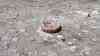 Hitzedrama: Großes Fischsterben in Österreich - 30 Tonnen tote Karpfen aus dem Zicksee gefischt, ein trauriges Symbolbild für den Klimawandel, schockierende Drohnenaufnahmen, verlorenes Gebiss im ausgetrockneten See: Traurige Symbolbild für den Klimawandel in Mitteleuropa