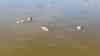 Hitzedrama: Großes Fischsterben in Österreich - 30 Tonnen tote Karpfen aus dem Zicksee gefischt, ein trauriges Symbolbild für den Klimawandel, schockierende Drohnenaufnahmen, verlorenes Gebiss im ausgetrockneten See: Traurige Symbolbild für den Klimawandel in Mitteleuropa