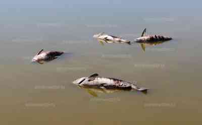 Hitzedrama: Großes Fischsterben in Österreich - 30 Tonnen tote Karpfen aus dem Zicksee gefischt, ein trauriges Symbolbild für den Klimawandel, schockierende Drohnenaufnahmen, verlorenes Gebiss im ausgetrockneten See: Traurige Symbolbild für den Klimawandel in Mitteleuropa