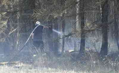 Feldbrand vernichtet 15 Hektar Ernte und greift auf Wald über: In nur 15 Minuten komplette Ernte vernichtet, Feuerwehr kann gerade so ausgedehnten Waldbrand verhindern: Bauern unterstützen Kameraden mit Löschwasser, böiger Wind verbreitet Feuer extrem schnell