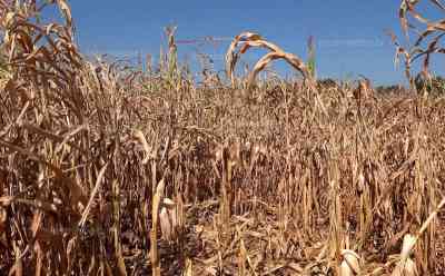 (UP) Katastrophale Trockenheit im Südwesten: Landschaft vollkommen ausgetrocknet, Maisfelder komplett vertrocknet, extremer Wassermangel, braun statt saftig grün, Bilder wie im Herbst, der Südwesten wird zur trocken-heißen Toskana, Landwirtschaftsmeister im Interview O-TON: Schockierende Bilder und Drohnenaufnahmen: Der Südwesten Deutschlands wird zur trocken-heißen Toskana, erneut höchste Waldbrandgefahrenstufe 5 erreicht
