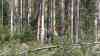 Waldbrand Harz: Löschhubschrauber werfen Wasser direkt über Kameramann ab, schwere Forsttechnik ziehen Brandschneißen, Feuerwehrfahrzeuge fahren durch enge Waldwege, Kameraden ziehen kilometerlange Schläuche in großer Hitze (on tape): Löschhubschrauber entnehmen Löschwasser u.a. aus Hochwasserschutzteich (on tape), noch immer zieht dichter Rauch durch die Wälder des Harzes