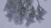 Extremer Frostbruch im Erzgebirge: Forstunternehmen kämpfen gegen Windmühlen, wochenlanger Nebel, Nieselregen lassen Bäume brechen, Telekomleitungen kappen, Lebensgefahr für Autofahrer und Fußgänger: 20 cm starke Äste krachen auf Straße, Forstdienstmitarbeiter: „Wenn wir fertig sind, können wir wieder von vorn anfangen“