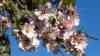 Erster Sommertag Europas: Blütenmeer auf Mallorca – Millionen Mandelbäume blühen auf - Erste Badegäste schwimmen im Mittelmeer, Sommerwärme im Februar: Spanien erreicht ersten offiziellen Sommertag, Winterwetter dagegen in Deutschland: Mandelblüte und Sonne satt: Erste Touristen springen ins Mittelmeer bei über 26 Grad im Schatten