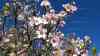 Erster Sommertag Europas: Blütenmeer auf Mallorca – Millionen Mandelbäume blühen auf - Erste Badegäste schwimmen im Mittelmeer, Sommerwärme im Februar: Spanien erreicht ersten offiziellen Sommertag, Winterwetter dagegen in Deutschland: Mandelblüte und Sonne satt: Erste Touristen springen ins Mittelmeer bei über 26 Grad im Schatten