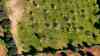 Erster Sommertag Europas: Blütenmeer auf Mallorca – Millionen Mandelbäume blühen auf - Erste Badegäste schwimmen im Mittelmeer, Sommerwärme im Februar: Spanien erreicht ersten offiziellen Sommertag, Winterwetter dagegen in Deutschland: Mandelblüte und Sonne satt: Erste Touristen springen ins Mittelmeer bei über 26 Grad im Schatten