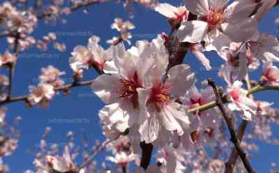 (UP) Frühling pur: Tausende Mandelbäume in Vollblüte – Mandelblüte pünktlich zu den traditionellen Pfälzer Mandelwochen, während viele Regionen Deutschlands noch winterlich sind, blüht der Südwesten auf, beeindruckende Drohnenbilder über dem Blütenmeer: Deutschlands Mandelblütenzeit ist gestartet: Ein Blütenmeer so weit das Auge reicht