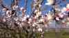 (UP) Frühling pur: Tausende Mandelbäume in Vollblüte – Mandelblüte pünktlich zu den traditionellen Pfälzer Mandelwochen, während viele Regionen Deutschlands noch winterlich sind, blüht der Südwesten auf, beeindruckende Drohnenbilder über dem Blütenmeer: Deutschlands Mandelblütenzeit ist gestartet: Ein Blütenmeer so weit das Auge reicht