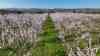 (UP) Frühling pur: Tausende Mandelbäume in Vollblüte – Mandelblüte pünktlich zu den traditionellen Pfälzer Mandelwochen, während viele Regionen Deutschlands noch winterlich sind, blüht der Südwesten auf, beeindruckende Drohnenbilder über dem Blütenmeer: Deutschlands Mandelblütenzeit ist gestartet: Ein Blütenmeer so weit das Auge reicht
