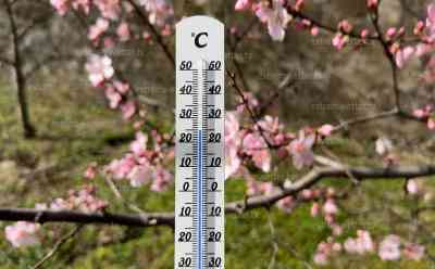 (UP) Wärmster Tag des Jahres: 23 Grad im Schatten – Bilder vom wärmsten Ort Deutschlands, Mandelbäume in Vollblüte, Thermometer-Anzeige auf Frühling pur! Alles blüht und grünt, Eidechsen beim Sonnenbaden, Anwohner O-TON, Abends drohen Unwetter: Hitzeluft aus Spanien erreicht Deutschland: Bilder von der wärmsten Region Deutschlands – es ist der wärmste Tag des Jahres, später drohen Unwetter aus Frankreich