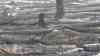 Waldbrand Jüterbog – Großschadenslage: Bundeswehr im Einsatz (on tape), endlich Regen über Waldbrandgebiet, strömender Regen (live on tape), mehrere Bundeswehrhubschrauber unterstützen seit Samstag: Kameraden löschen im strömenden Regen von Waldwegen aus, Schauer und Gewitter unterstützen Löscharbeiten