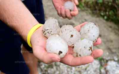 Extremes Hagelunwetter in Italien: Tausende Autos und Gebäude massiv beschädigt – Tennisballgroße Hagelkörner ON TAPE sorgen für Unwetterchaos in Norditalien – erschreckende Bilder zeigen die Zerstörung, Weinreben teilweise komplett zerstört: Superzelle wütet in Urlaubsregion: Unzählige Gebäude massiv beschädigt - Fenster und Dächer komplett zerschlagen - Weinbau mit Totalausfall