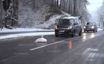 Schwan und LKW legten Staatsstraße 2370 lahm: Schneeglätte sorgt für LKW Unfall, Schwan macht es sich auf der Staatsstraße gemütlich