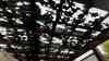 (UP) Hagel-Katastrophe nahe Stuttgart: Riesenhagel beschädigt tausende Autos und Gebäude – O-TÖNE Anwohner „wie Bomben“, Tennisballgroßer Hagel zerstört Gewächshäuser und Dächer, Riesige Hagelbrocken in der Hand ON TAPE: Lebensgefährliche Geschosse: Brutaler Hagelsturm wütet im Südwesten und beschädigt tausende Autos und Häuser