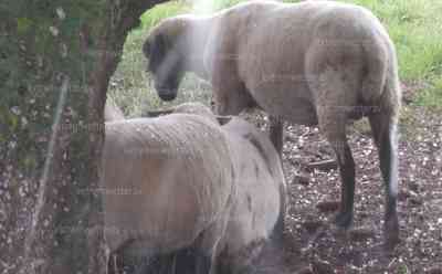 Schafe flüchten vor Hagel: Erneut Unwetter im Südwesten – Große Hagelkörner um 4 cm prasseln auf Schafe und Pferde nieder ON TAPE, heftigster Starkregen auf Autobahn und Aquaplaning, Gewitterwolken hängen bedrohlich über Dorf, Unwetterserie hält an : Emotionale Bilder: Tiere werden von Hagel getroffen und suchen Schutz unter Bäumen