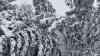 Lebensgefahr durch Schneebruch: 50 cm Neuschnee über Nacht – Der Süden Deutschlands versinkt im Schnee – Drohnenbilder zeigen umgestürzte Bäume und eisige Winterlandschaft: Drohnenaufnahmen zeigen die gefährlichen Wälder mit Schneebruch